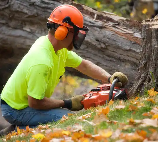 tree services Falmouth Foreside